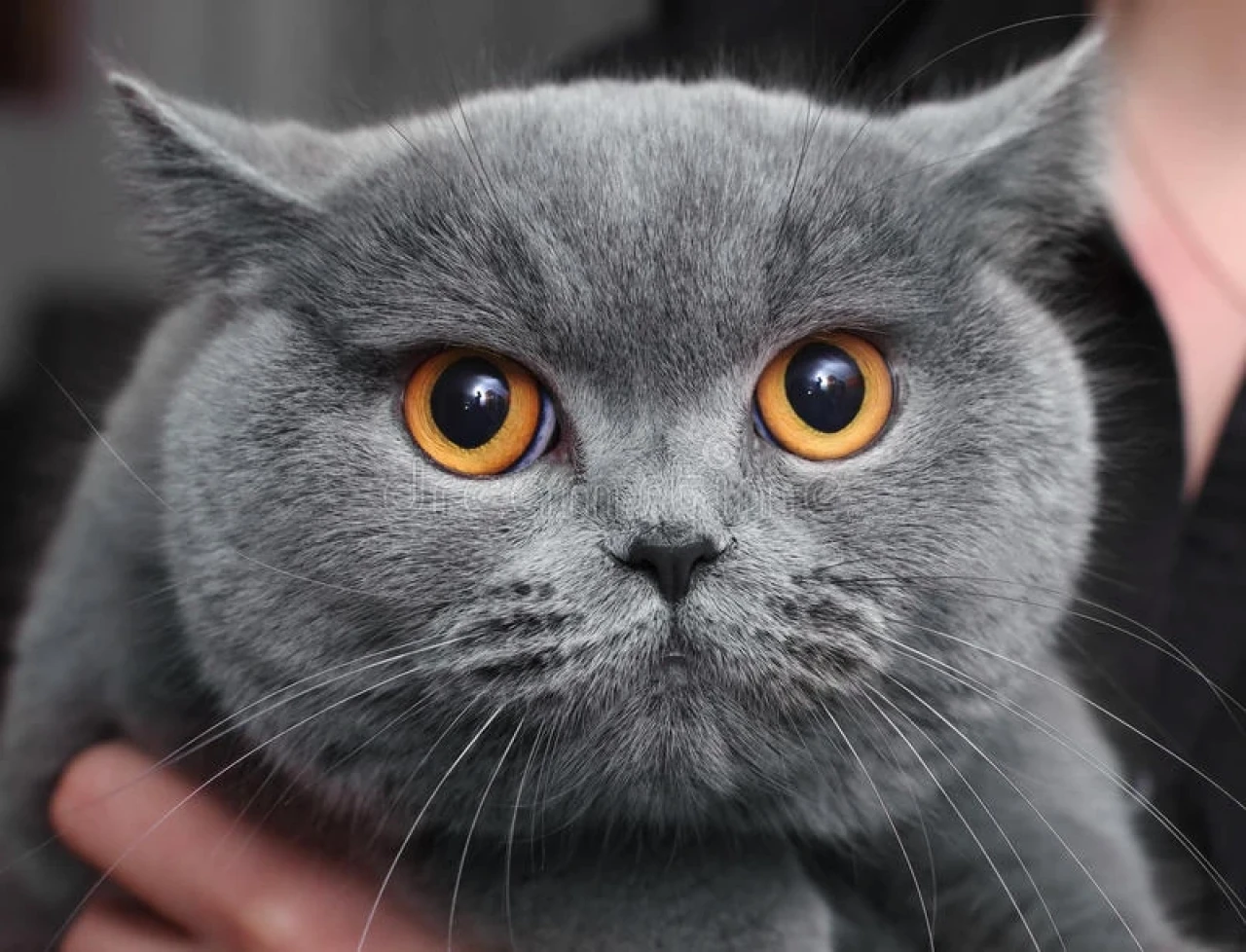 British Shorthair Kedileri En Çok Neyi Sever? Detaylı Rehber