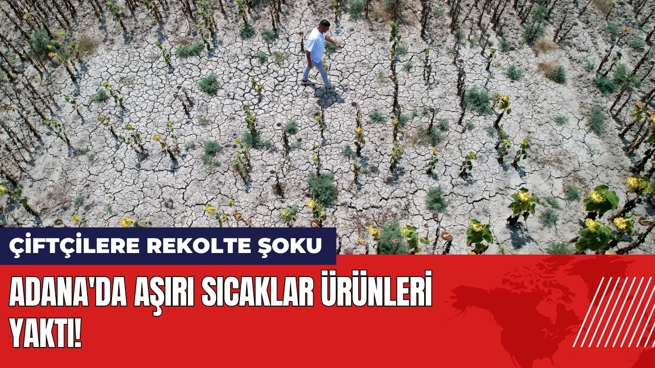 Adana'da aşırı sıcaklar ürünleri yaktı! Çiftçilere rekolte şoku!