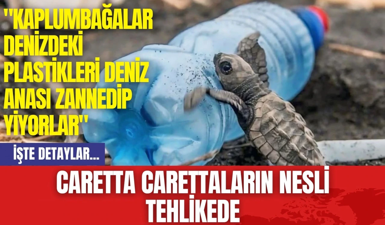 Caretta Carettaların Nesli Tehlikede