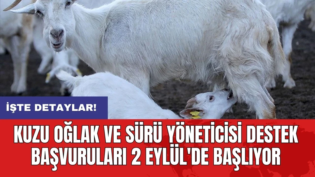 Kuzu oğlak ve sürü yöneticisi destek başvuruları 2 Eylül'de başlıyor