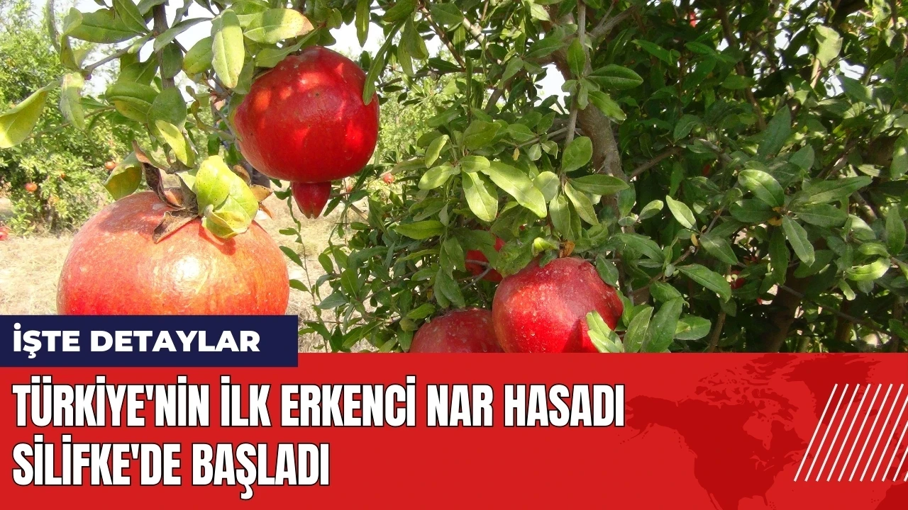 Türkiye'nin ilk erkenci nar hasadı Silifke'de başladı