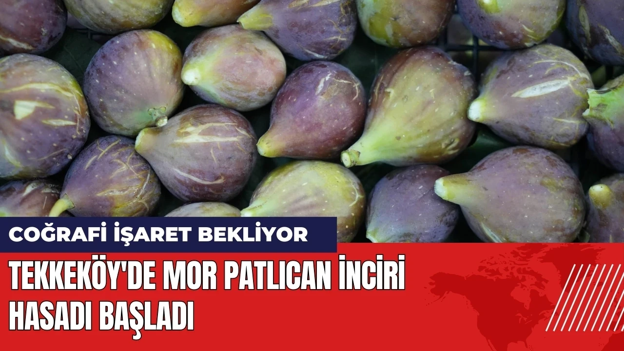 Tekkeköy'de mor patlıcan incirinin hasadı başladı