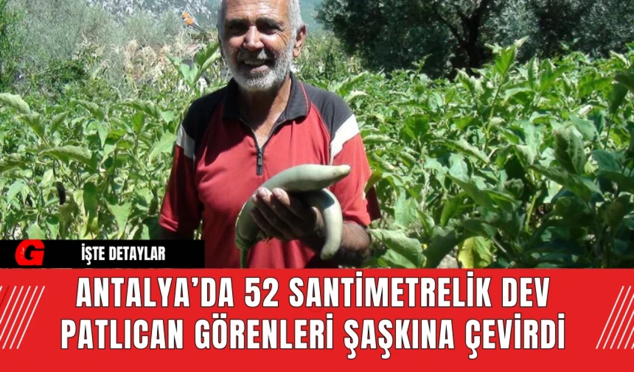 Antalya’da 52 Santimetrelik Dev Patlıcan Görenleri Şaşkına Çevirdi