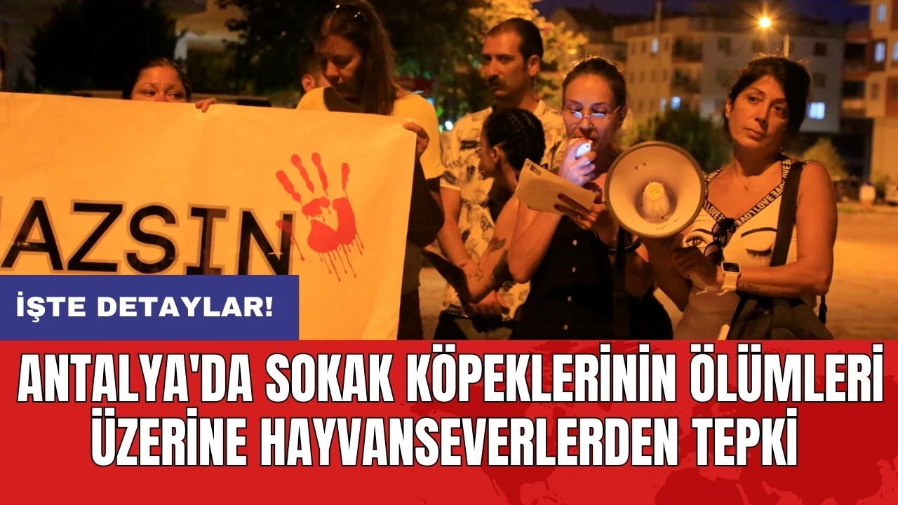 Antalya'da Sokak Köpeklerinin Ölümleri Üzerine Hayvanseverlerden Tepki