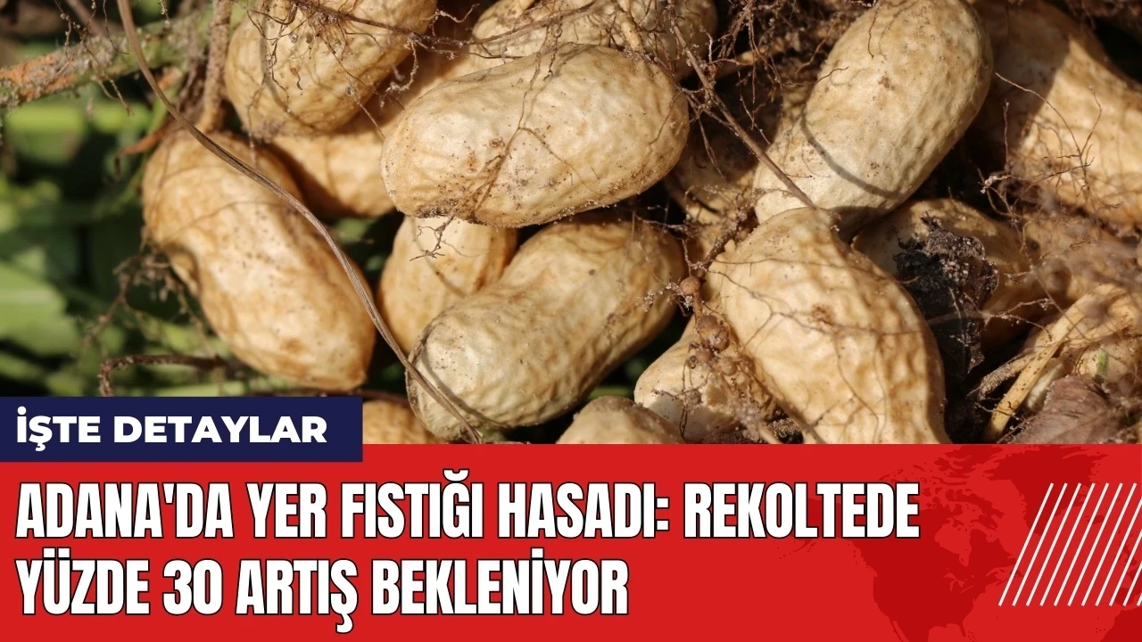 Adana'da yer fıstığı hasadı: Rekoltede yüzde 30 artış bekleniyor