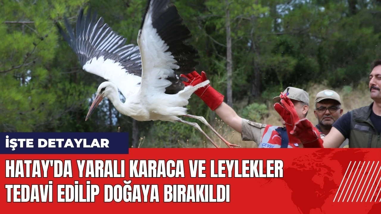 Hatay'da yaralı karaca ve leylekler tedavi edilip doğaya bırakıldı