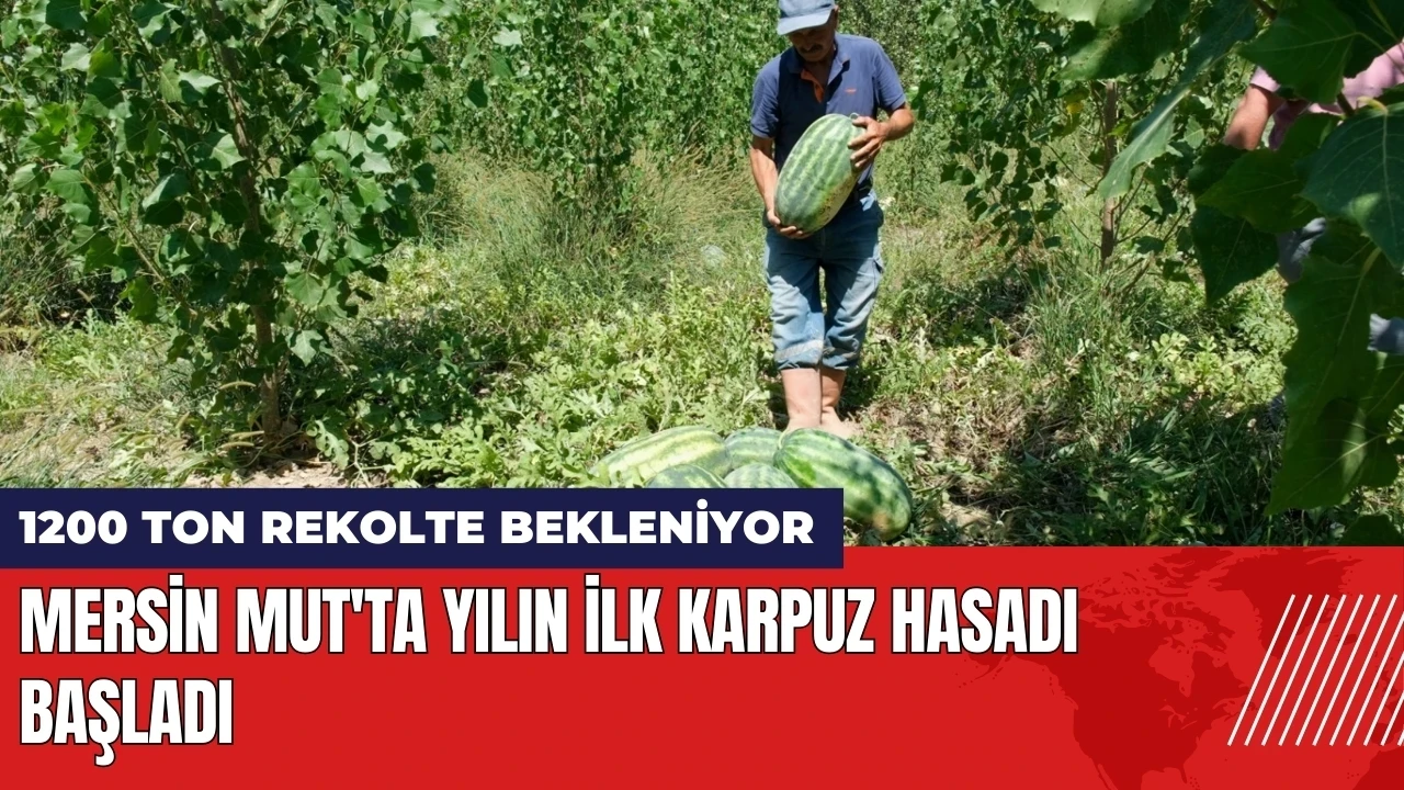 Mersin Mut'ta yılın ilk karpuz hasadı başladı