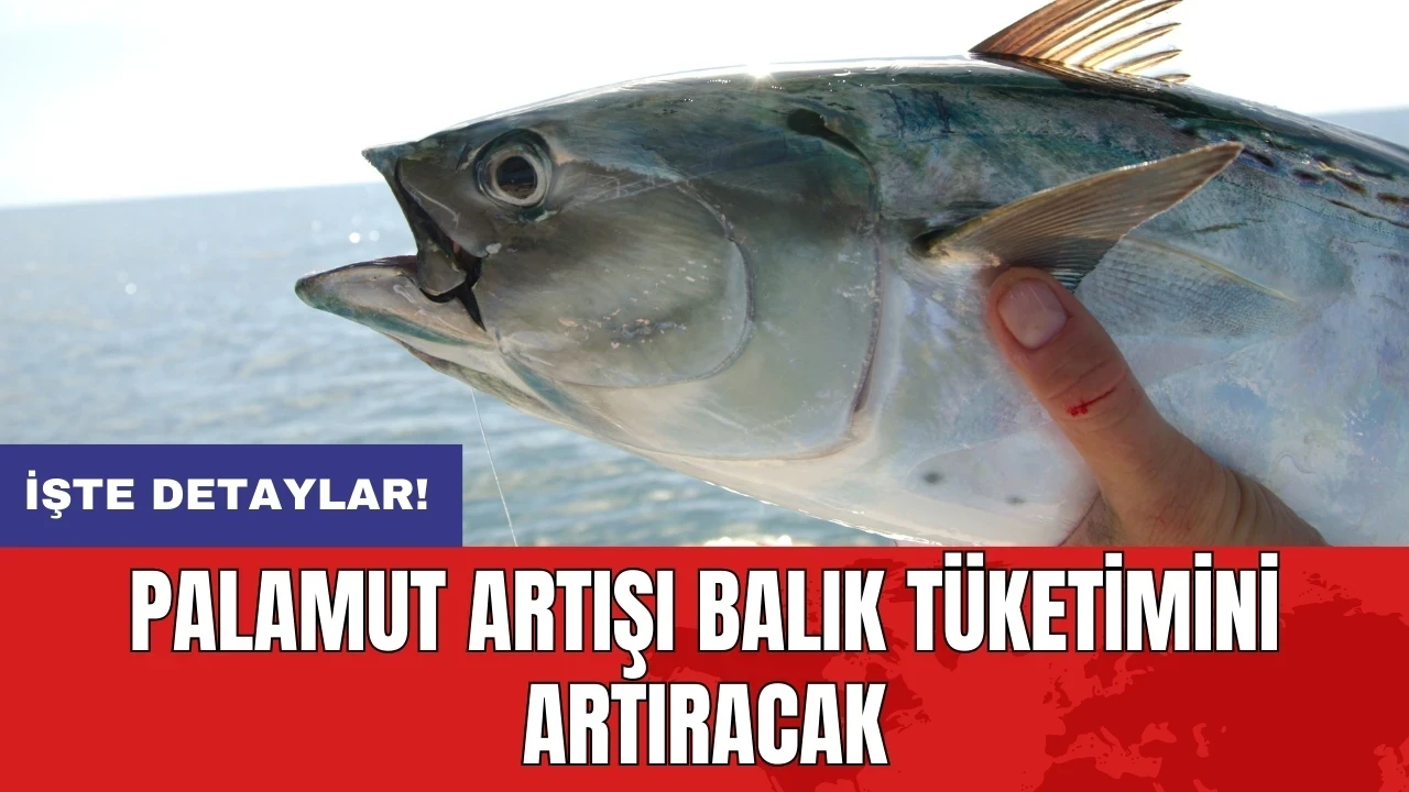 Palamut artışı balık tüketimini artıracak