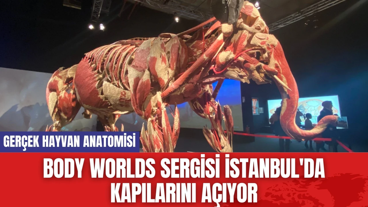 Body Worlds sergisi İstanbul'da Kapılarını Açıyor