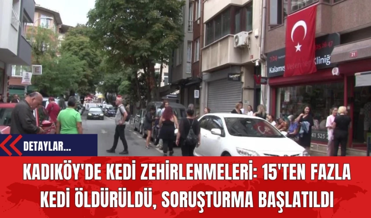 Kadıköy'de Kedi Zehirlenmeleri: 15'ten Fazla Kedi Öldürüldü, Soruşturma Başlatıldı