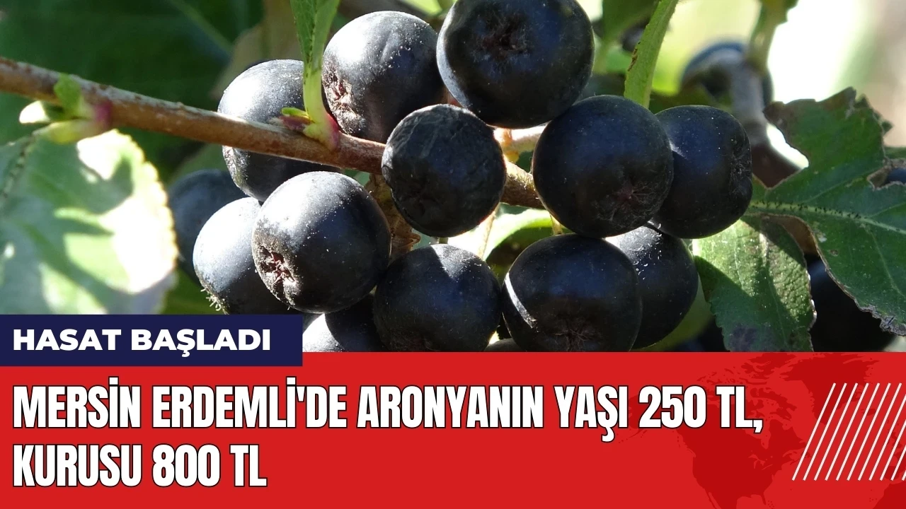 Mersin Erdemli'de aronya hasadı! Yaşı 250 TL kurusu 800 TL