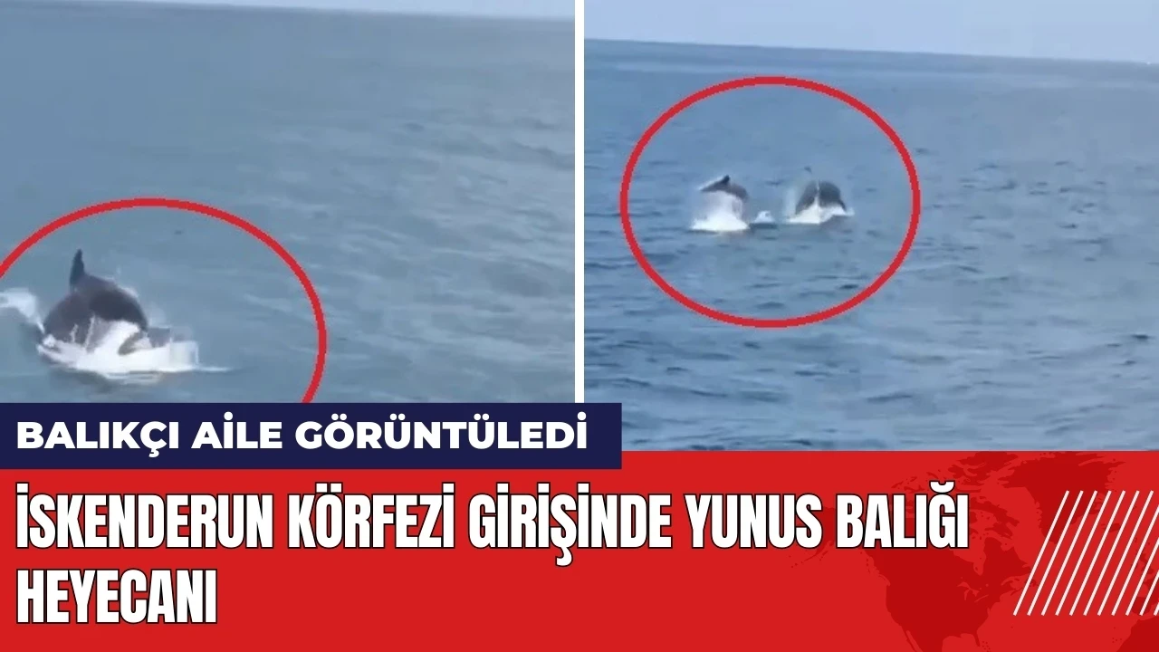 İskenderun Körfezi girişinde yunus balığı heyecanı