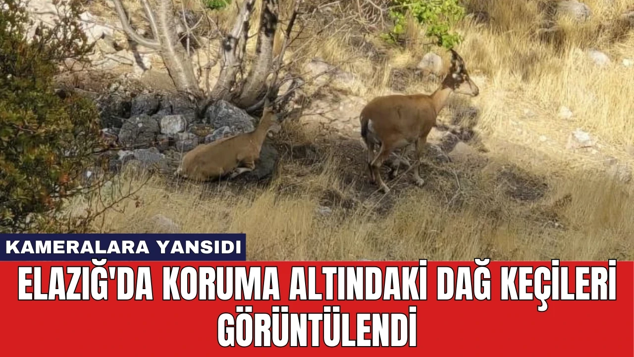 Elazığ'da Koruma Altındaki Dağ Keçileri Görüntülendi