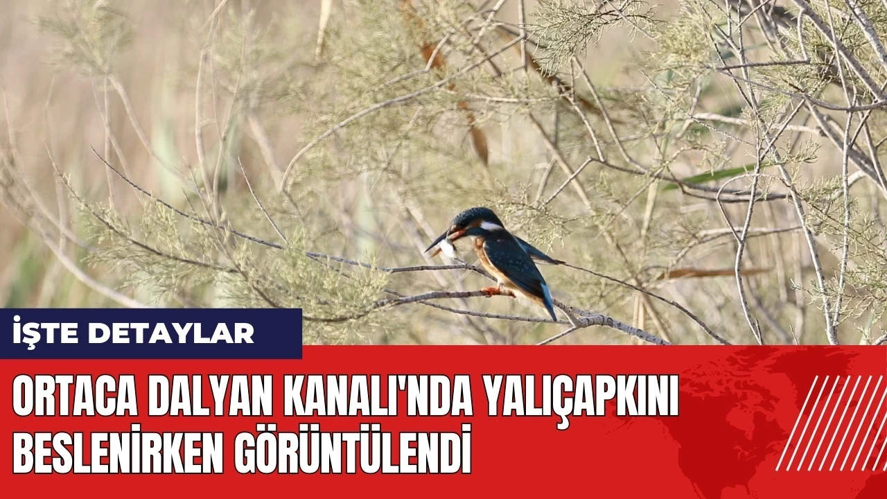 Ortaca Dalyan Kanalı'nda yalıçapkını beslenirken görüntülendi