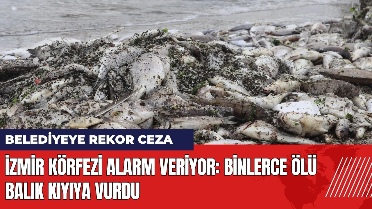 İzmir Körfezi alarm veriyor! Binlerce ölü balık kıyıya vurdu