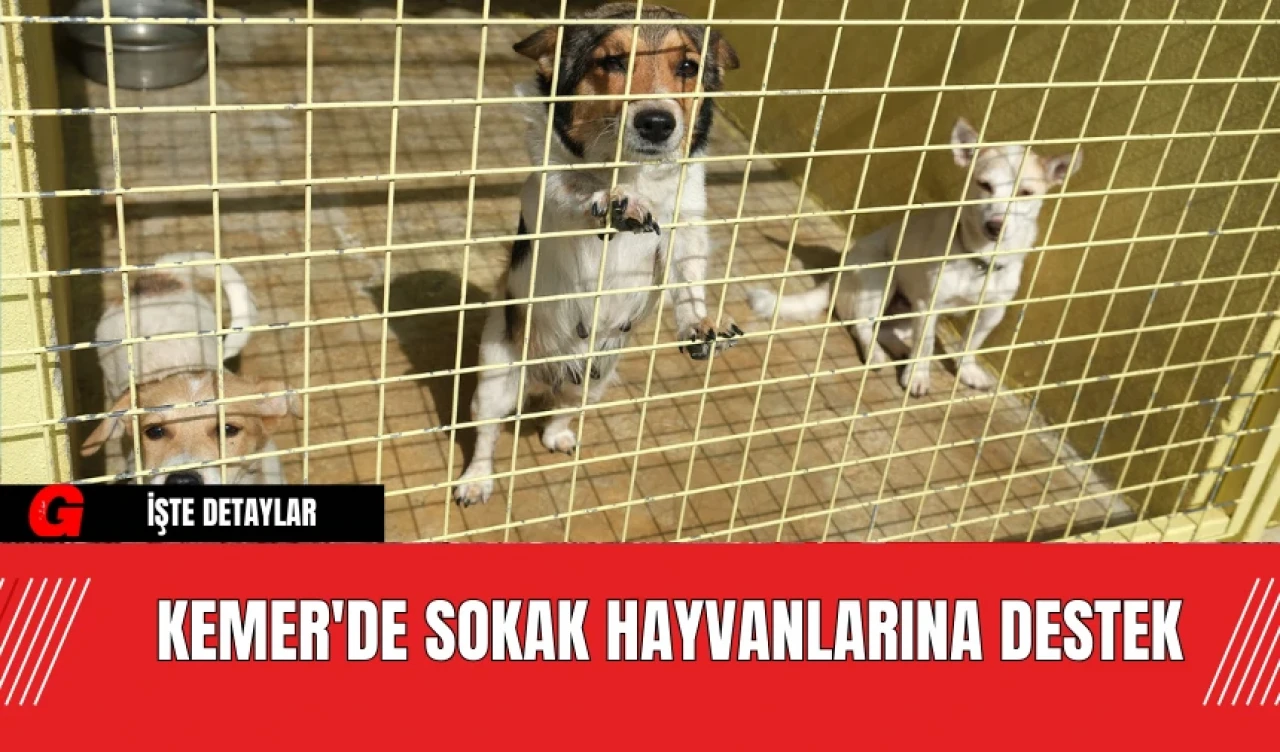 Kemer'de Sokak Hayvanlarına Destek