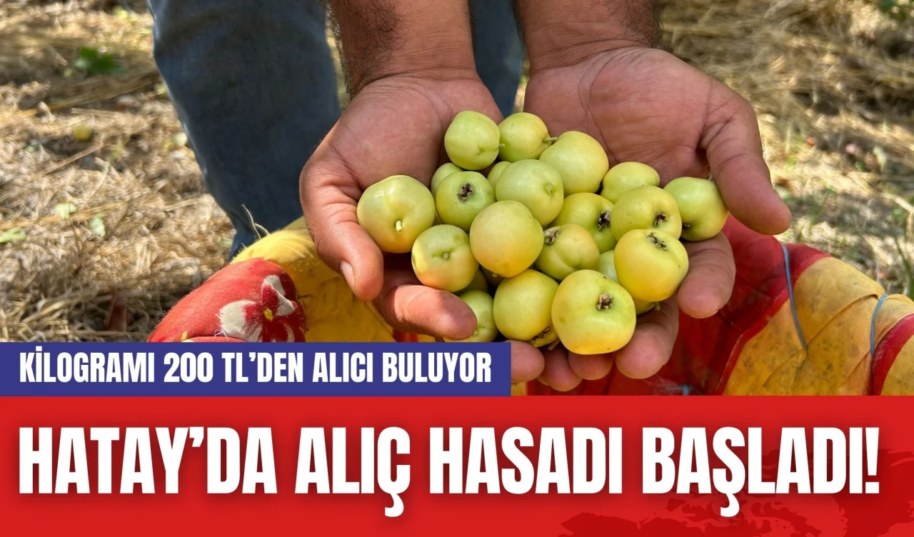 Hatay’da Alıç Hasadı Başladı! Kilogramı 200 TL’den Alıcı Buluyor