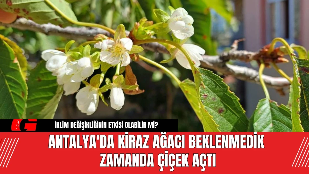 Antalya'da Kiraz Ağacı Beklenmedik Zamanda Çiçek Açtı