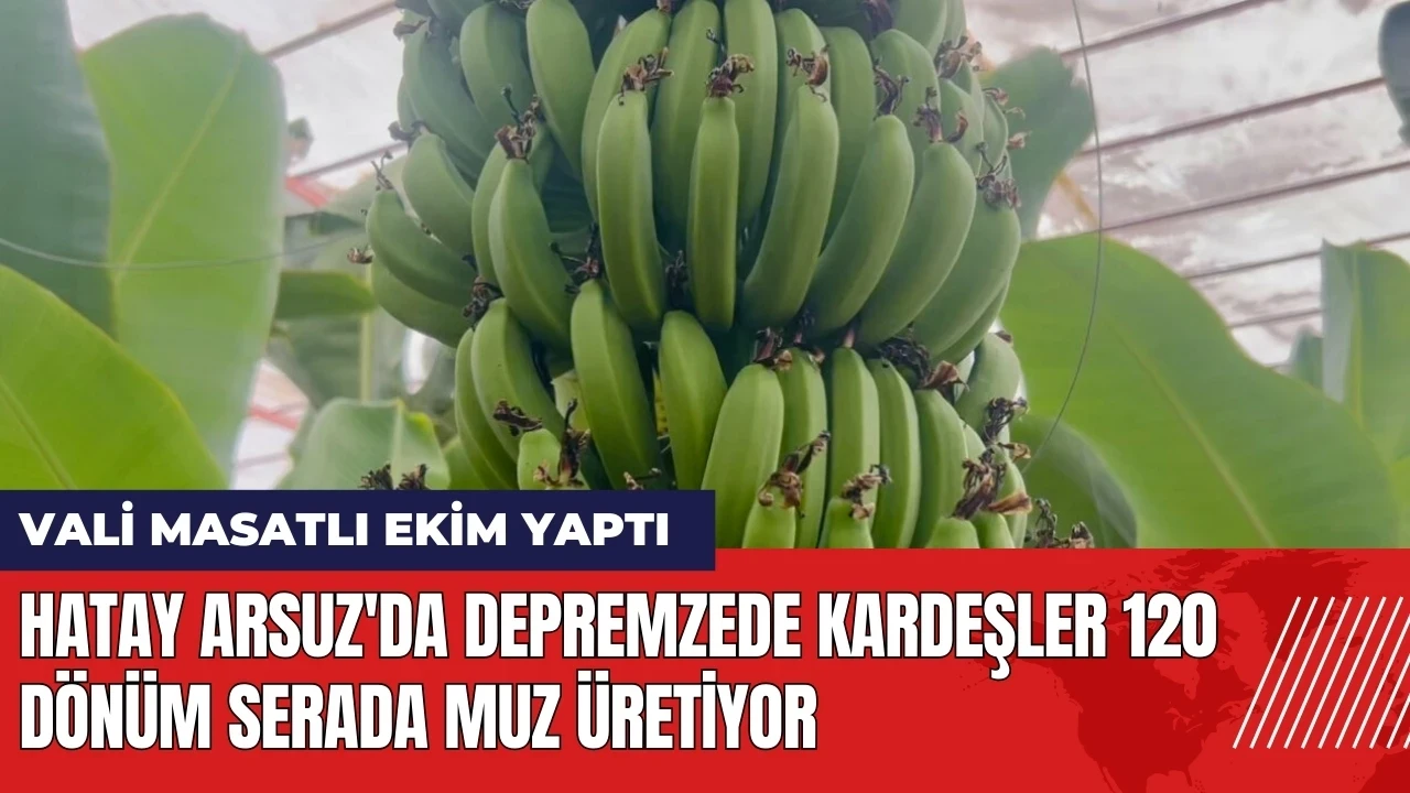 Hatay Arsuz'da depremzede kardeşler 120 dönüm serada muz üretiyor