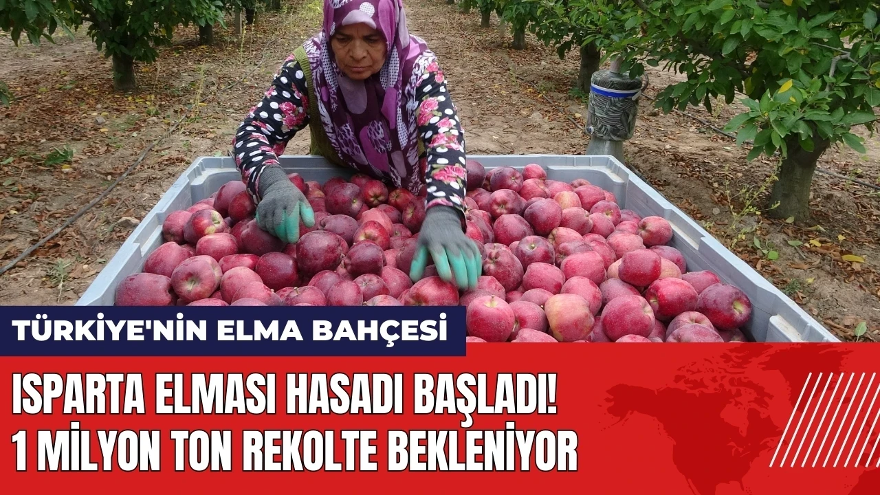 Isparta elması hasadı başladı! 1 milyon ton rekolte bekleniyor