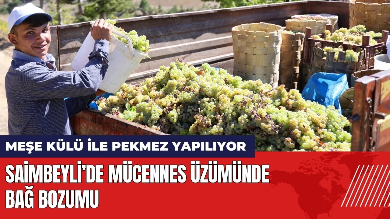 Saimbeyli’de Mücennes üzümü bağ bozumu: Meşe külü ile pekmez yapılıyor