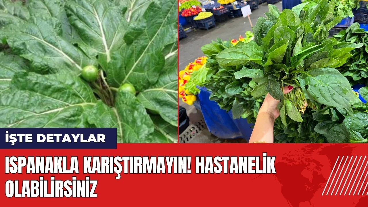 Ispanakla karıştırmayın! Hastanelik olabilirsiniz