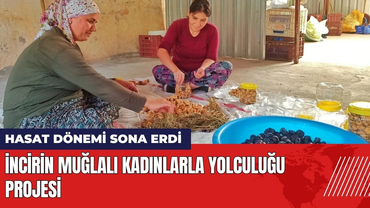 İncirin Muğlalı Kadınlarla Yolculuğu Projesi: Hasat dönemi sona erdi