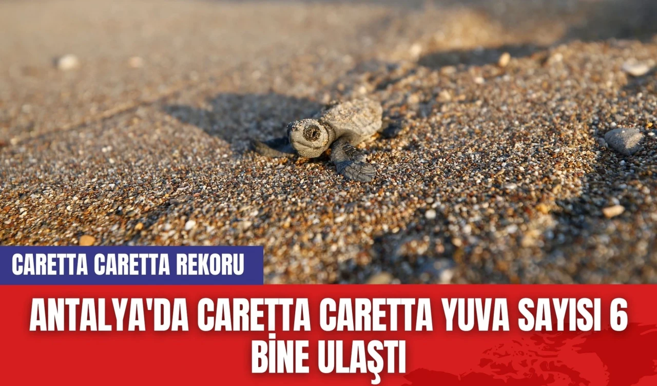 Antalya'da Caretta Caretta Yuva Sayısı 6 Bine Ulaştı