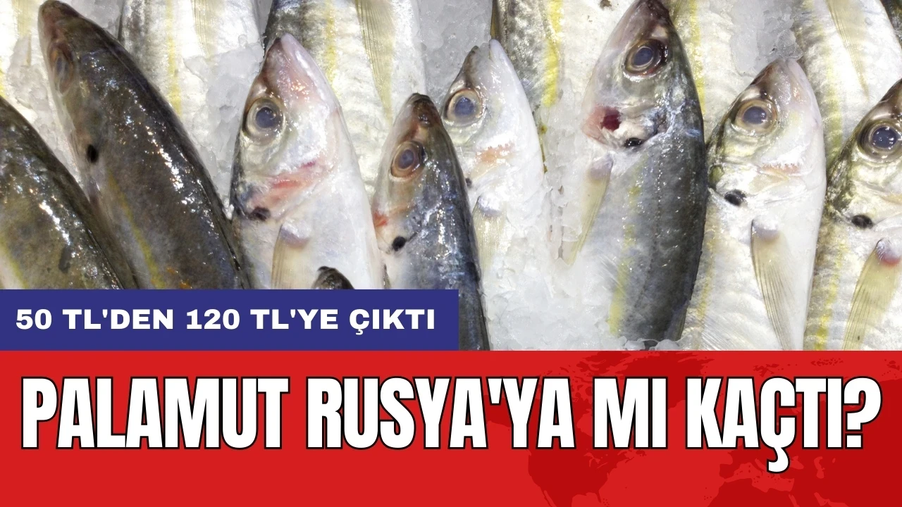 Palamut Rusya'ya mı kaçtı? 50 TL'den 120 TL'ye çıktı