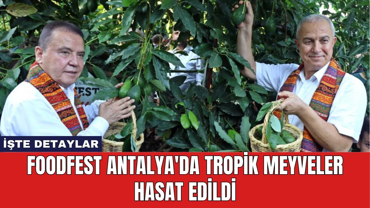 Foodfest Antalya'da Tropik Meyveler Hasat Edildi