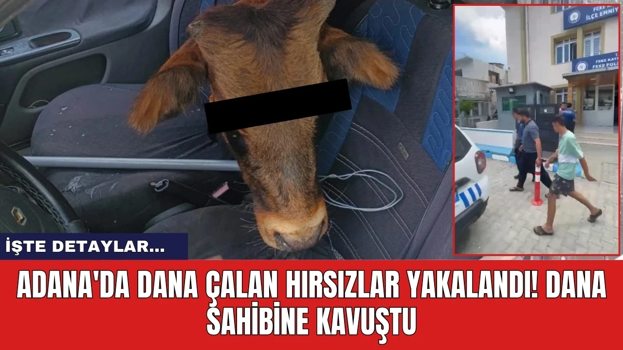 Adana'da dana çalan hırsızlar yakalandı! Dana sahibine kavuştu