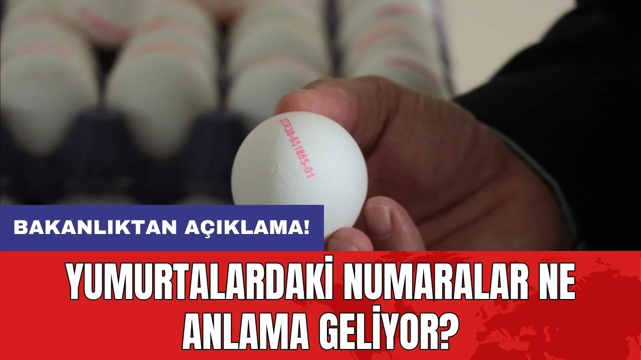 Bakanlıktan açıklama: Yumurtalardaki numaralar ne anlama geliyor?