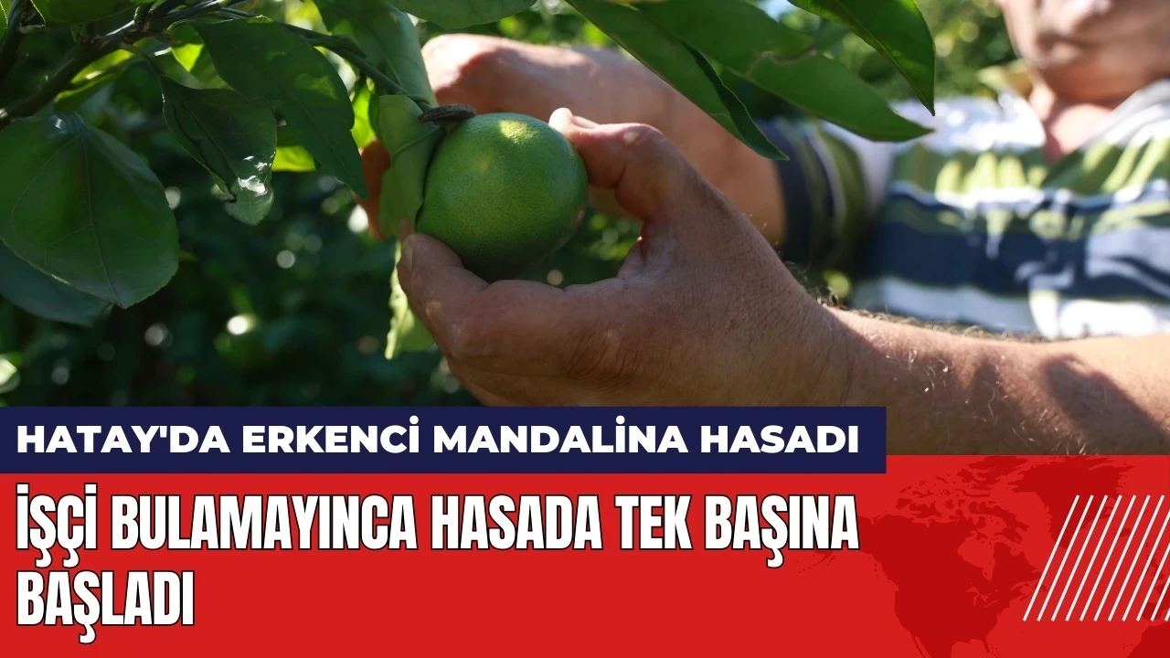 Hatay'da erkenci mandalina hasadı! İşçi bulamayınca hasada tek başına başladı