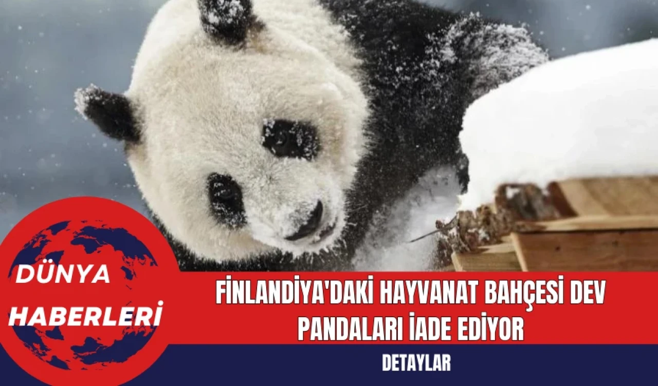 Finlandiya'daki Hayvanat Bahçesi Dev Pandaları İade Ediyor