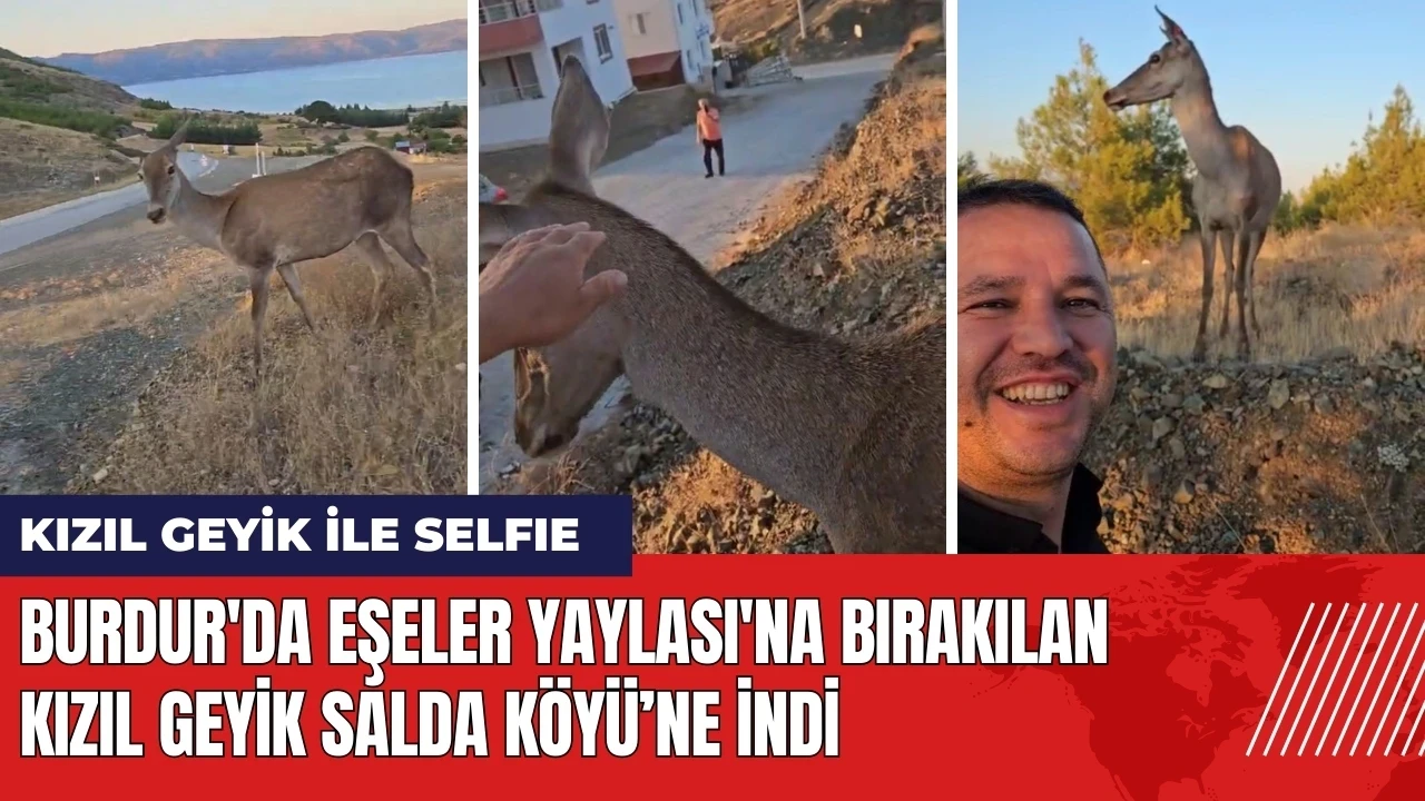 Burdur'da Eşeler Yaylası'na bırakılan kızıl geyik ile selfie