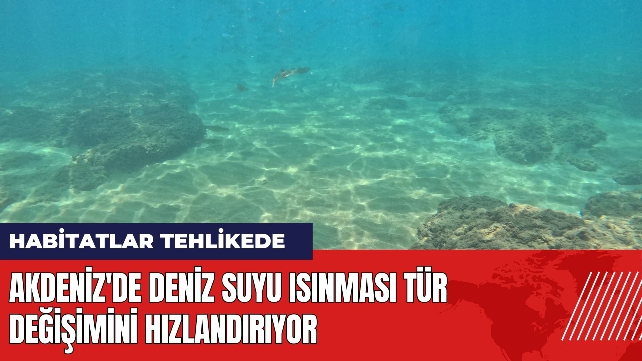 Akdeniz'de deniz suyu ısınması tür değişimini hızlandırıyor