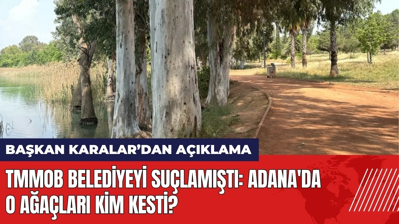 Adana'da o ağaçları kim kesti? TMMOB belediyeyi suçlamıştı