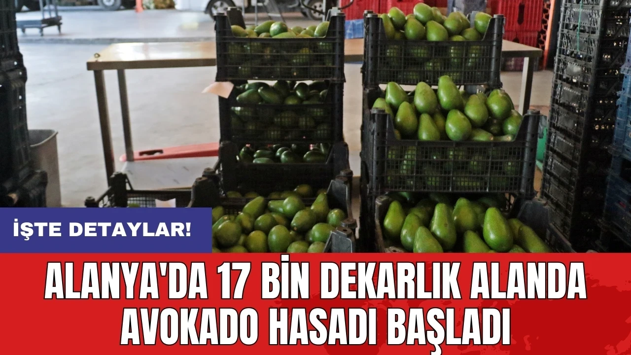 Alanya'da 17 bin dekarlık alanda avokado hasadı başladı