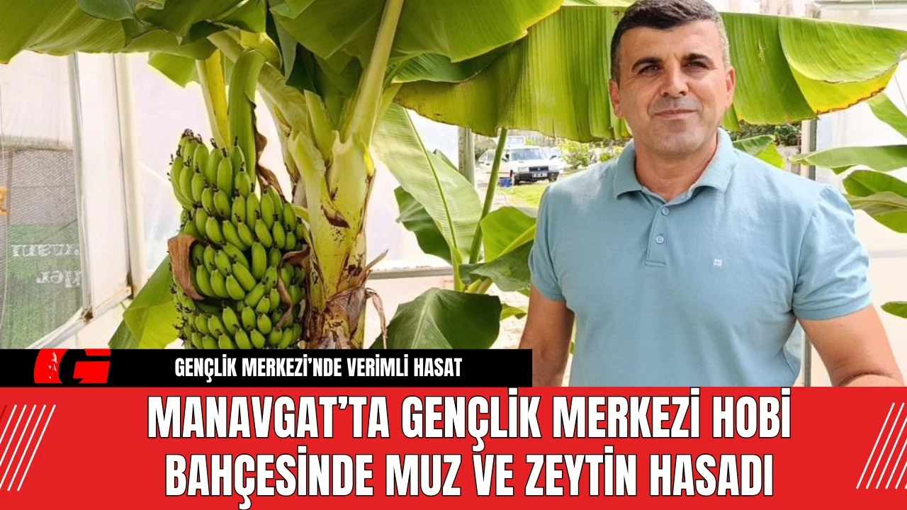 Manavgat’ta Gençlik Merkezi Hobi Bahçesinde Muz ve Zeytin Hasadı