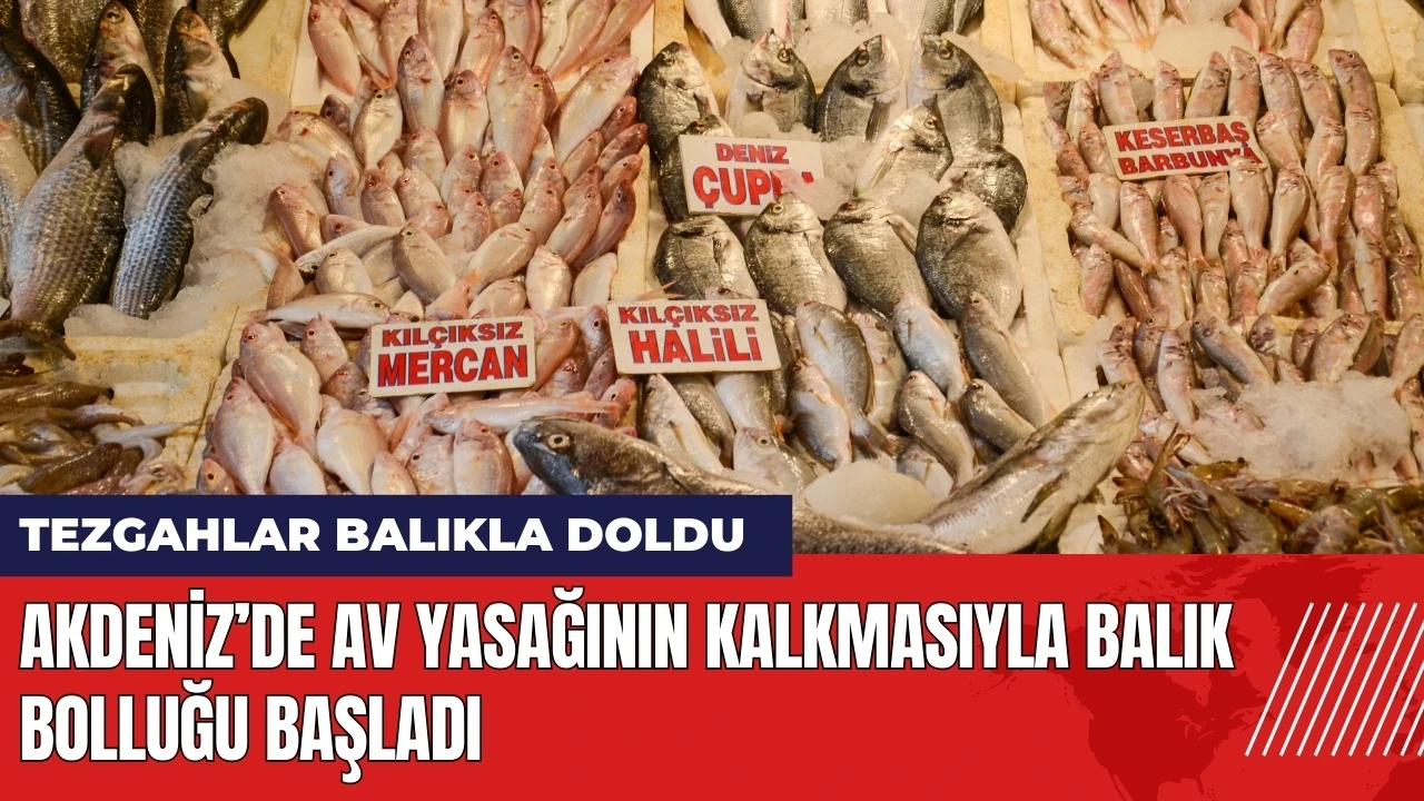 Akdeniz’de av yasağının kalkmasıyla balık bolluğu başladı