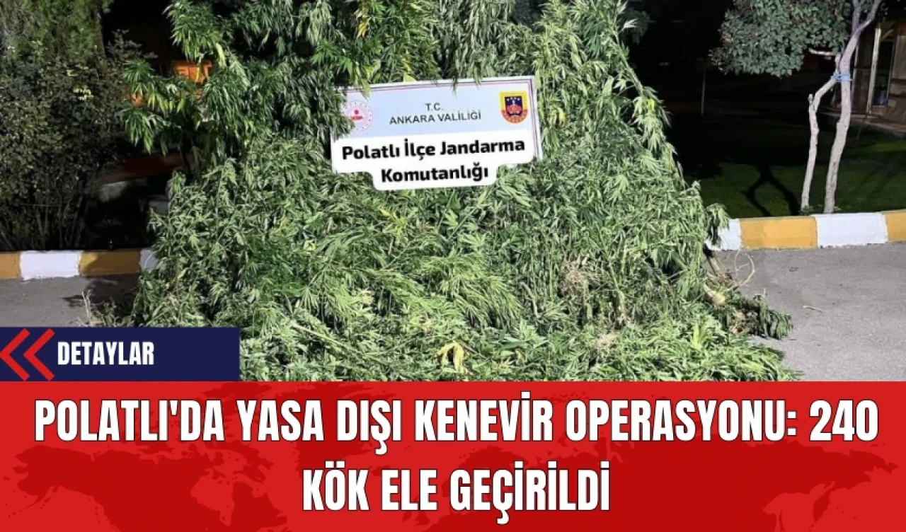 Polatlı'da Yasa Dışı Kenevir Operasyonu: 240 Kök Ele Geçirildi