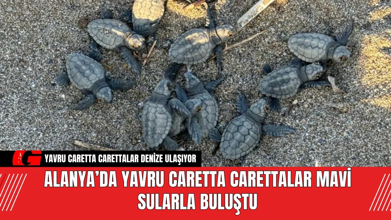 Alanya’da Yavru Caretta Carettalar Mavi Sularla Buluştu