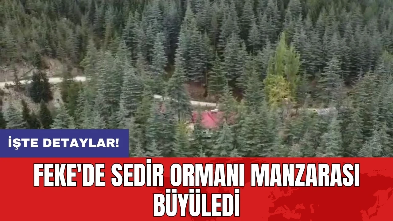 Feke'de sedir ormanı manzarası büyüledi