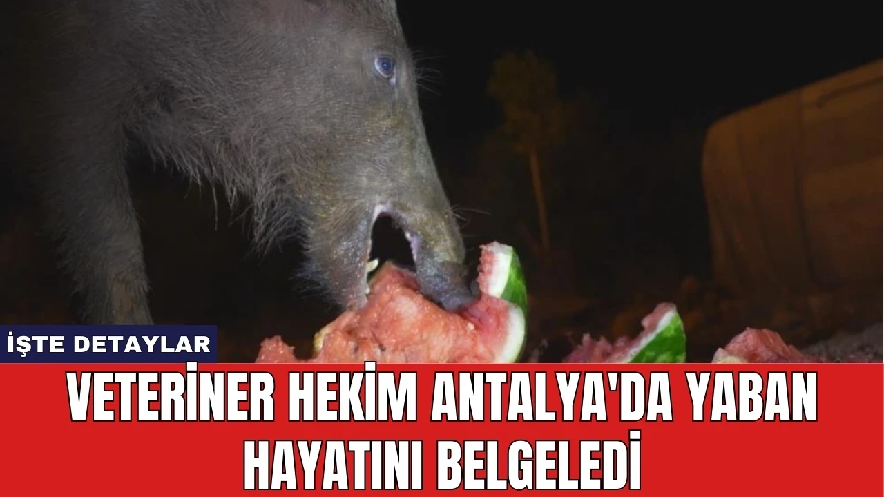 Veteriner Hekim Antalya'da Yaban Hayatını Belgeledi