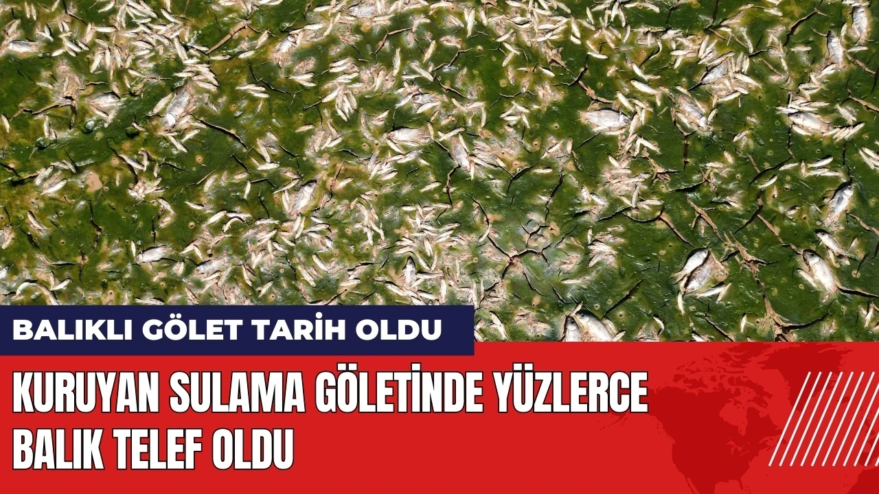 Kuruyan sulama göletinde yüzlerce balık telef oldu