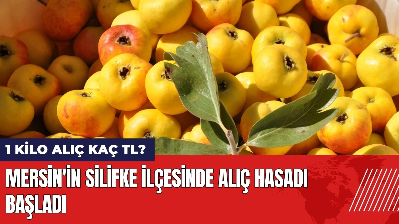 Mersin'in Silifke ilçesinde alıç hasadı başladı!