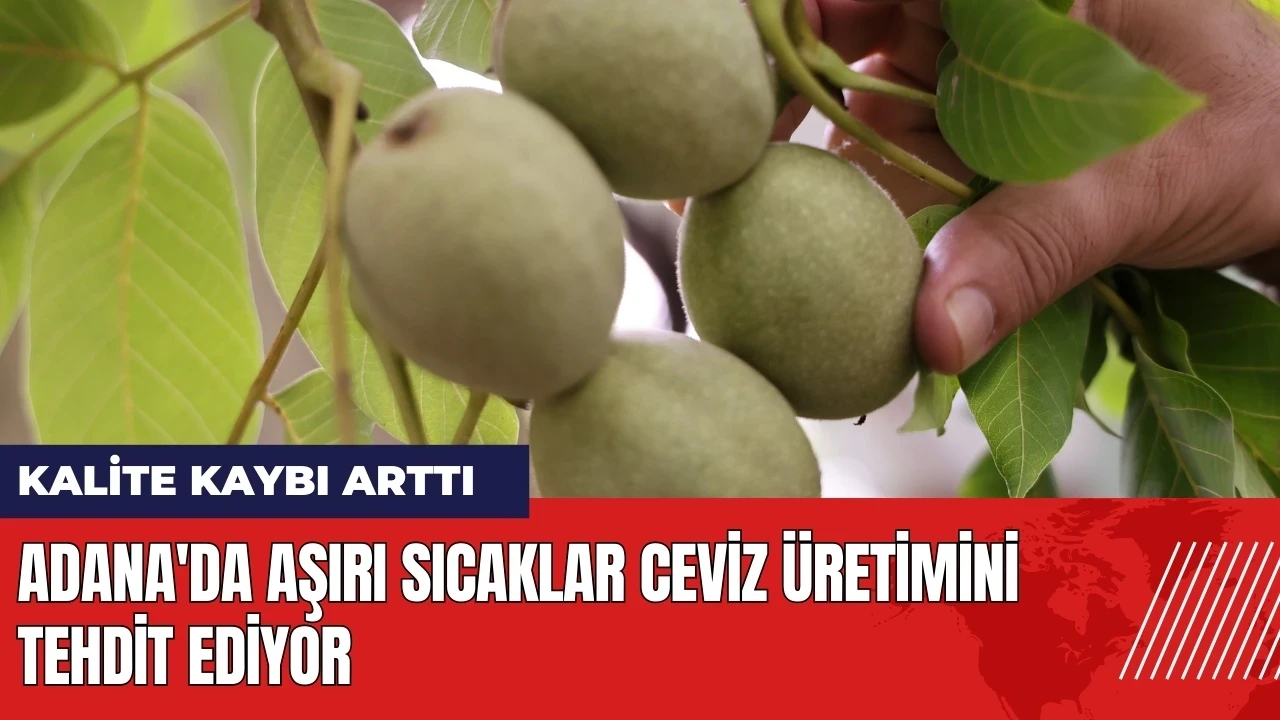 Adana'da aşırı sıcaklar ceviz üretimini tehdit ediyor