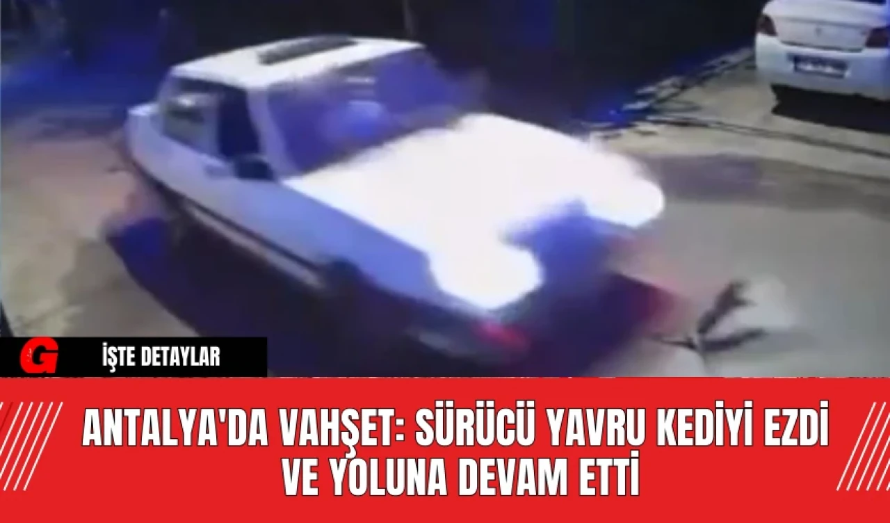 Antalya'da Vahşet: Sürücü Yavru Kediyi Ezdi ve Yoluna Devam Etti