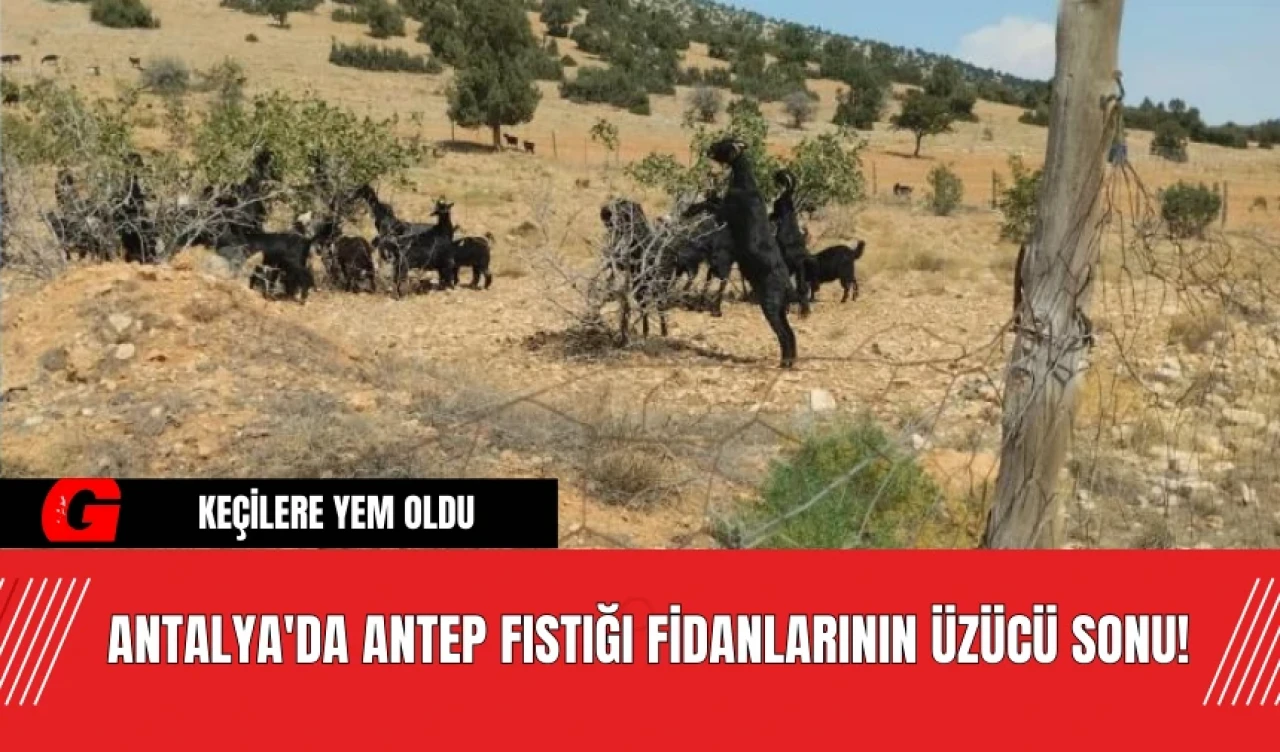 Antalya'da Antep Fıstığı Fidanlarının Üzücü Sonu! Keçilere Yem Oldu