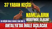 Antalya'da 37 yaban keçisinin avlattırılması kabul edildi